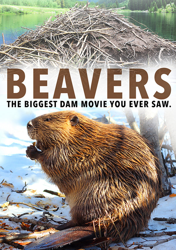 Feature Film - Beavers - Film/TV/Character - DVD
