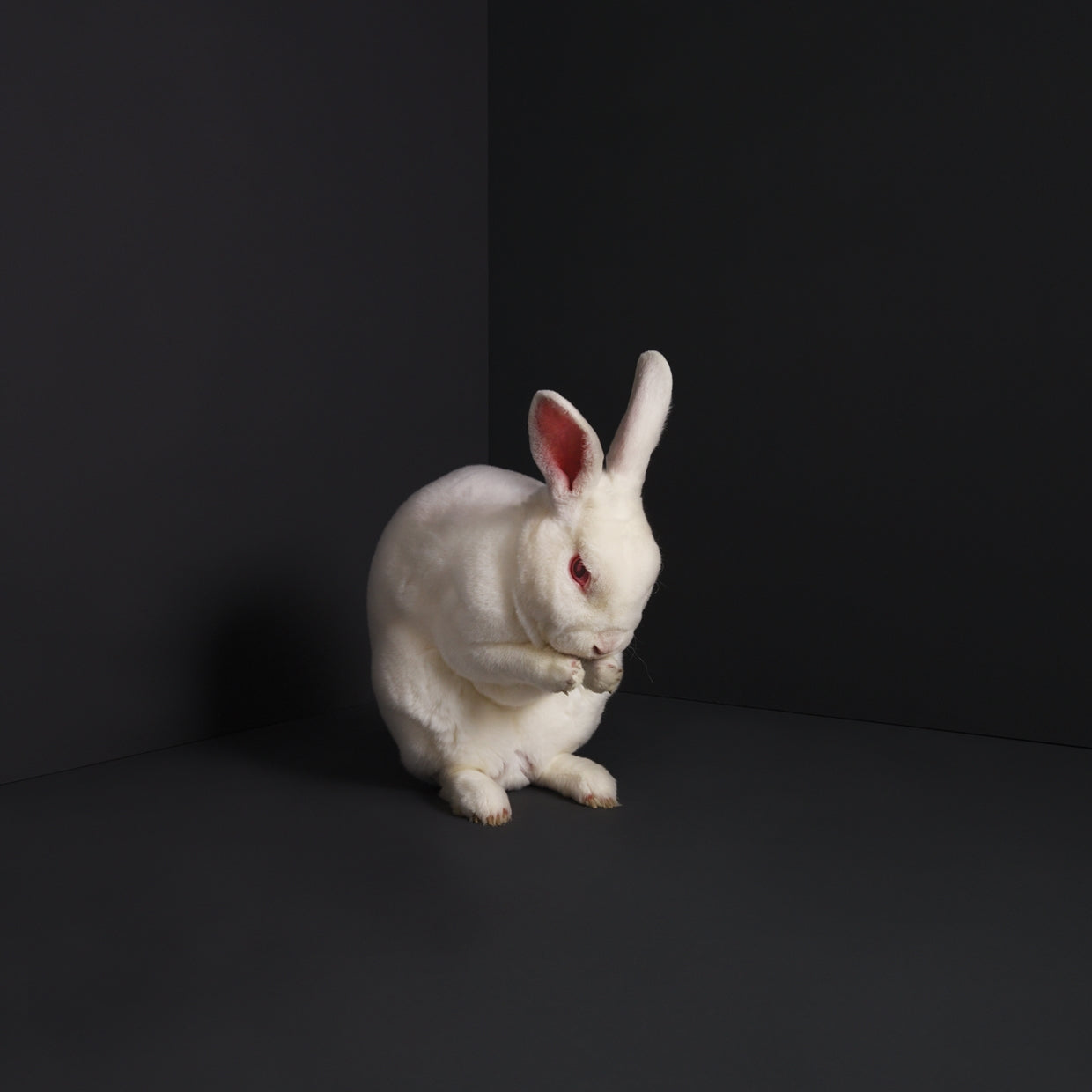 Brume - Rabbits - Rock - CDD
