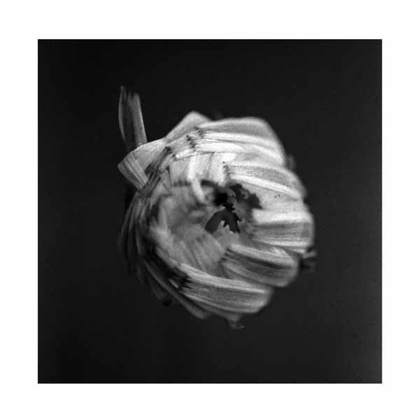 A Swarm Of The Sun - An Empire - Rock - LP