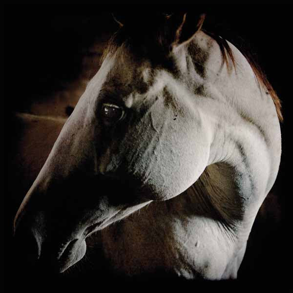 Brother Dege - How To Kill A Horse - Rock - CDD