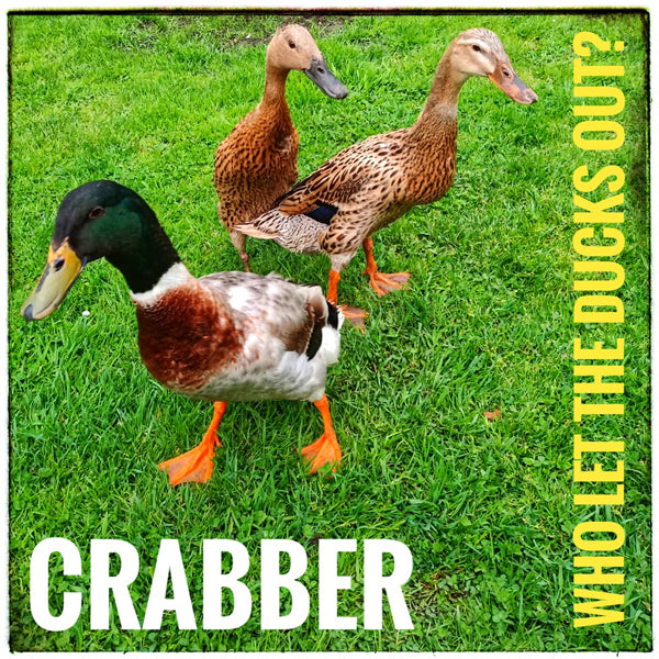 Crabber - Who Let The Ducks Out? - Indie - CD