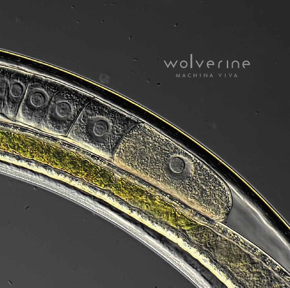 Wolverine - Machina Viva - Prog Rock - CD