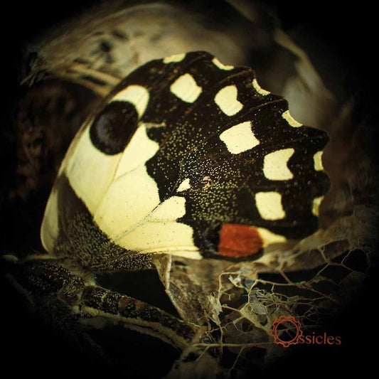 Ossicles - Music For Wastelands - Prog Rock - CD