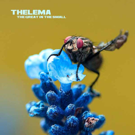 Thelema - The Great In The Small - Rock/Pop - LP