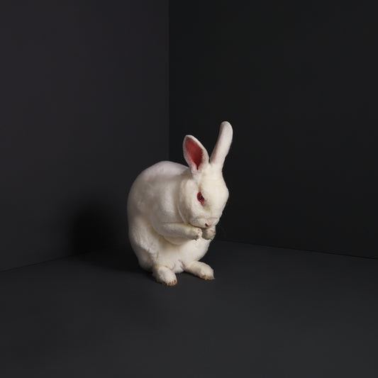 Brume - Rabbits - Rock - LP