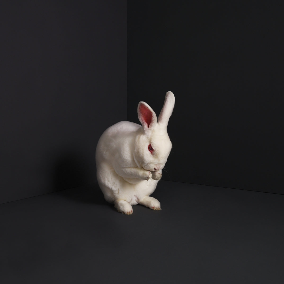 Brume - Rabbits - Rock - Music CDD