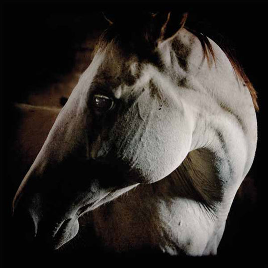 Brother Dege - How To Kill A Horse - Rock - CDD