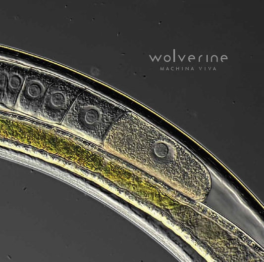 Wolverine - Machina Viva - Prog Rock - CD