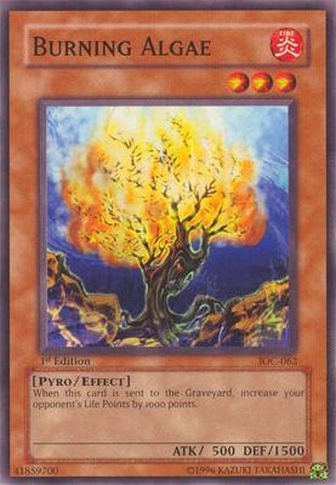 ioc-062-burningalgae