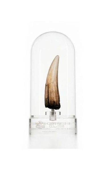 Jurassic Park III Prop Replica 1/1 Spinosaurus Tooth 14 cm Elite Creature Collectibles